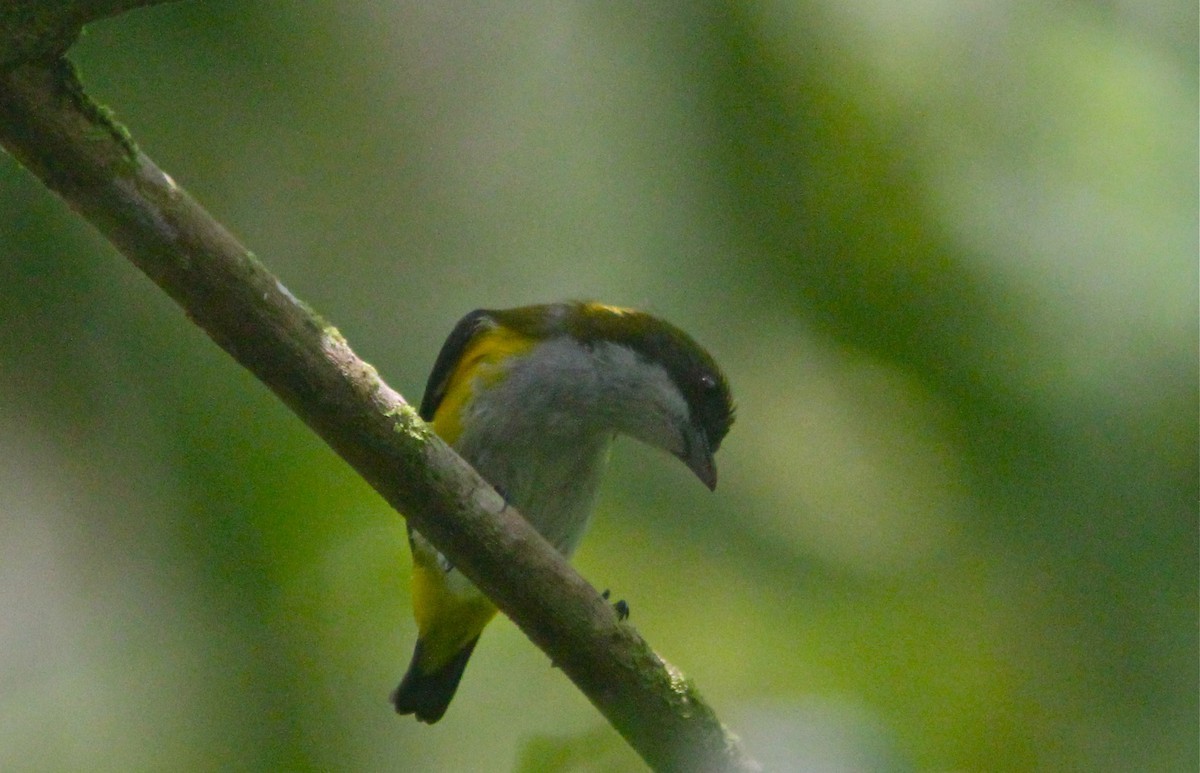 Целебесский цветоед (Dicaeum aureolimbatum)