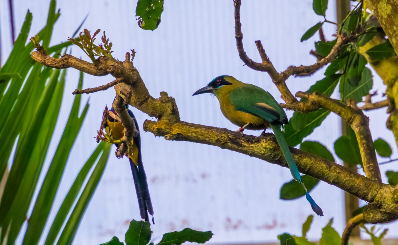 Blue-crowned and russet-crowned motmots (Momotus)