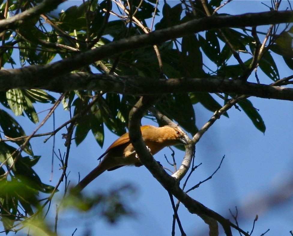 Tanagra bruna (Orchesticus abeillei)