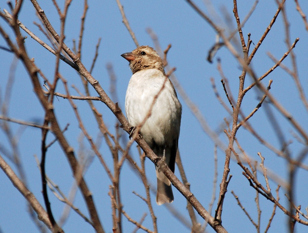 Kleine Rotsmus (Gymnoris dentata)