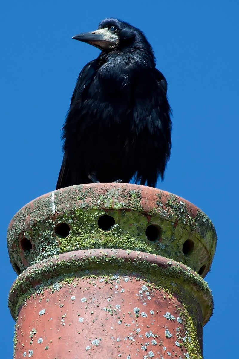 Грач (Corvus frugilegus) - Picture Bird
