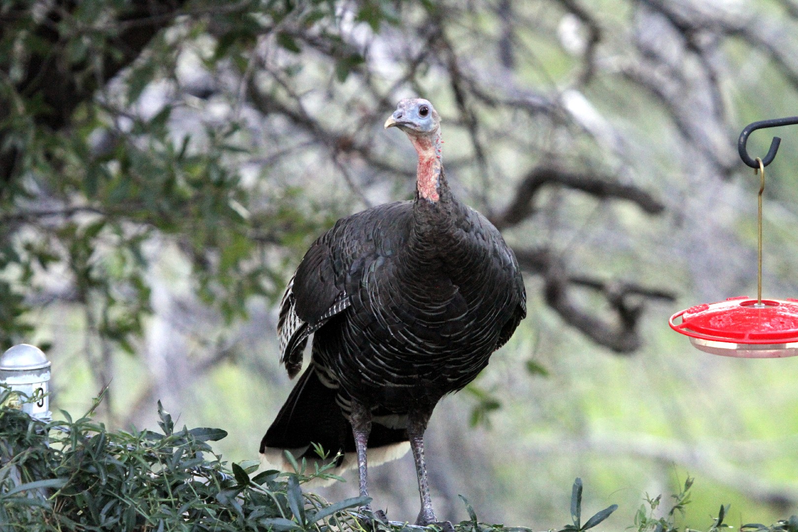 Guajolote norteño (Meleagris gallopavo mexicana)