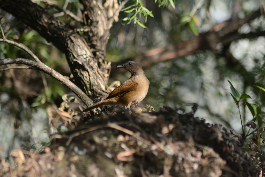 Cocoa Thrush (Turdus fumigatus)