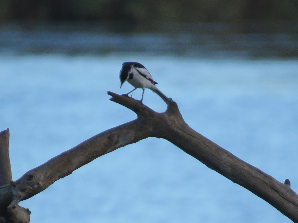 Motacilla aguimp vidua (Motacilla aguimp vidua)