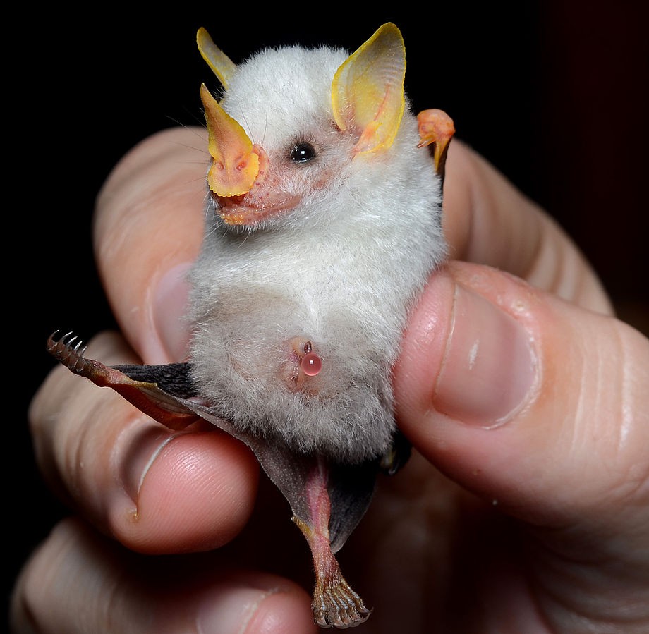 Honduran white bat (Ectophylla alba)