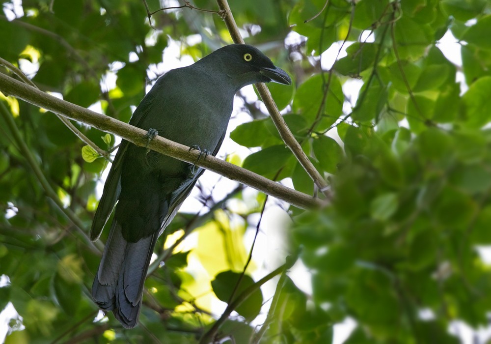 South Melanesian Cuckooshrike