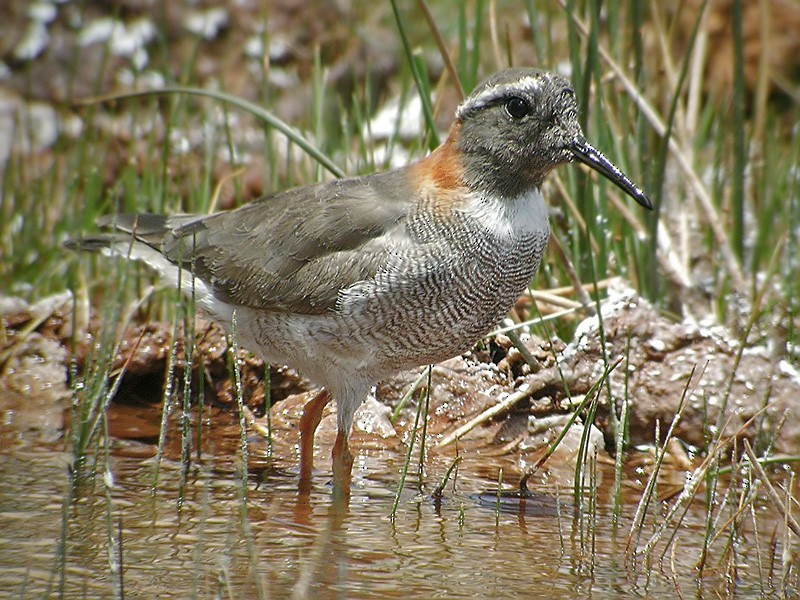 Diademed Sandpiper-plover (Phegornis)