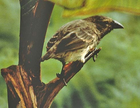 Pinzón de Darwin carpintero (Camarhynchus pallidus)