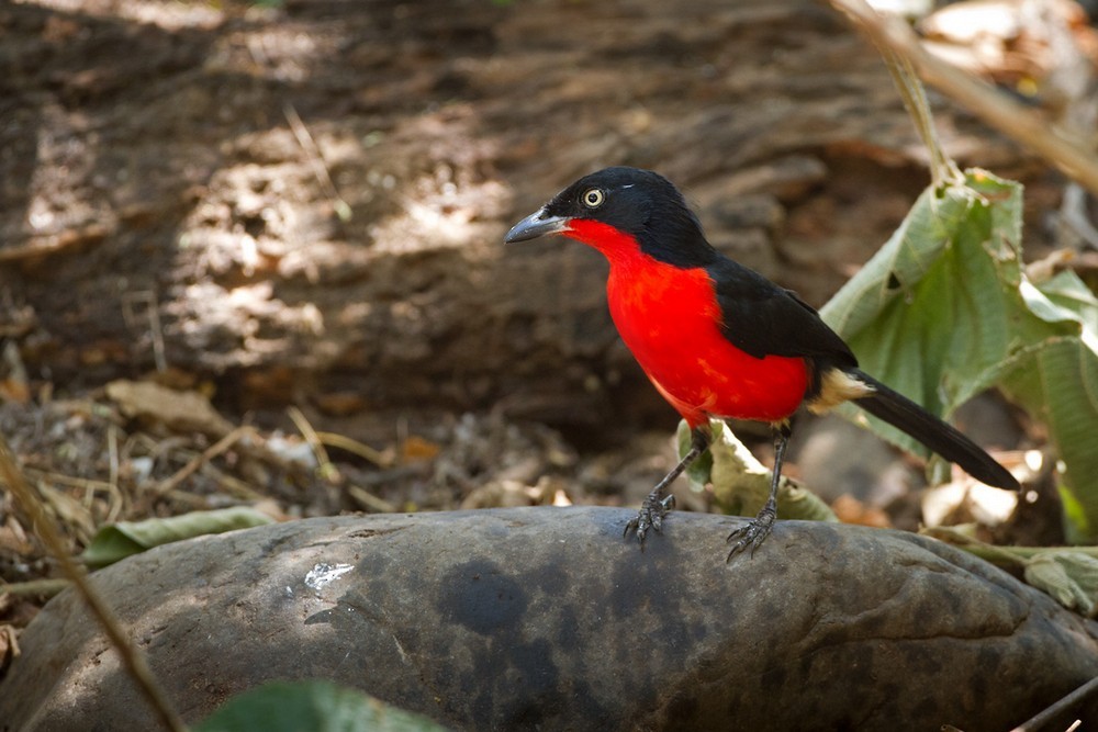 Black-headed Gonolek