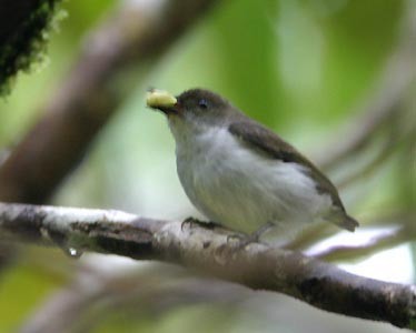 Buzzing Flowerpecker
