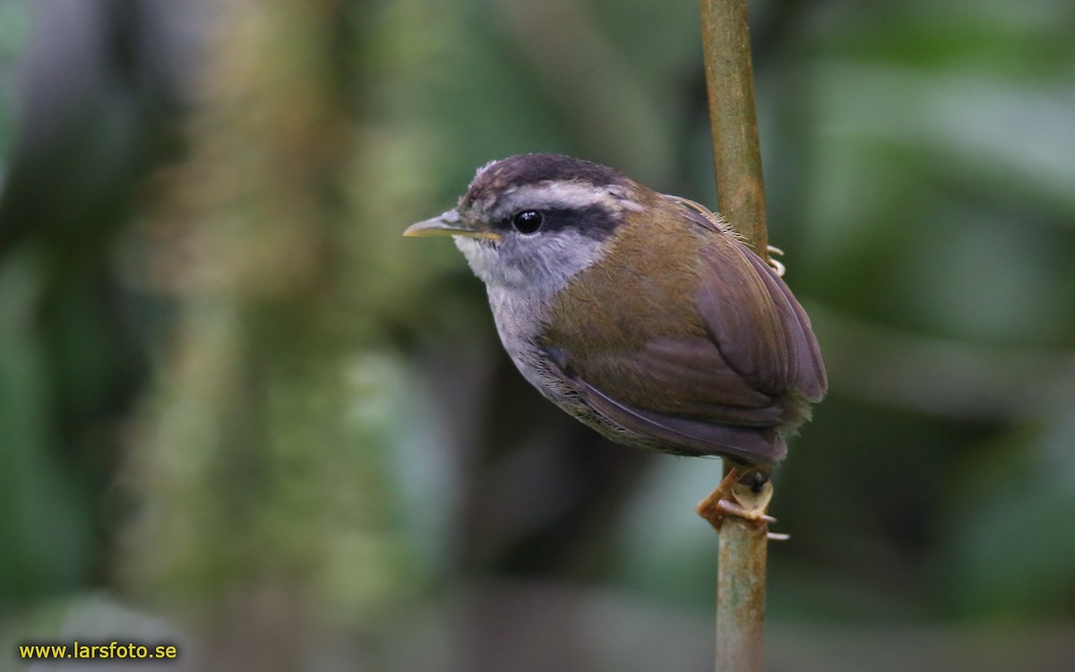 ズグロコビトサザイ (Tesia superciliaris)