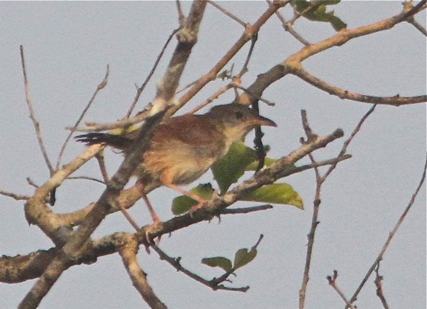 Whistling cisticola