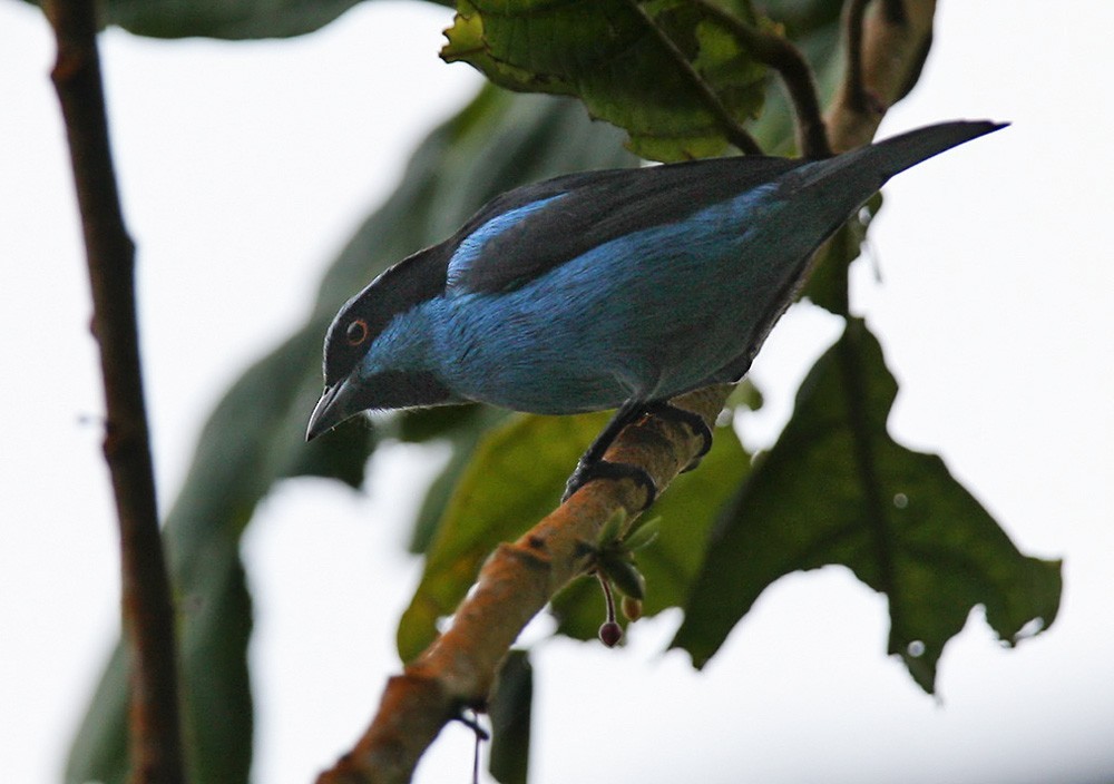 Türkispitpit (Dacnis hartlaubi)