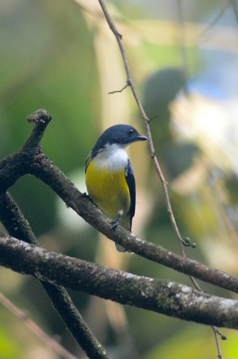 Ceylonese Honingvogel (Dicaeum vincens)
