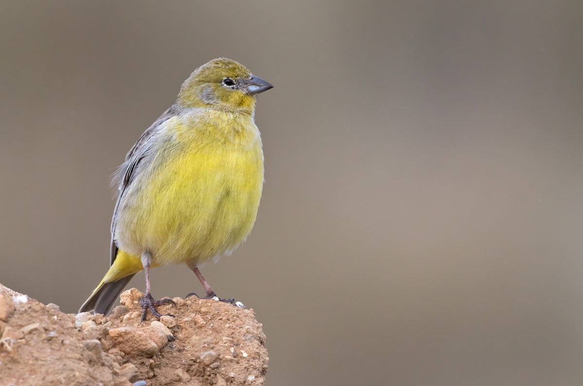 Sicale à croupion jaune (Sicalis uropigyalis)