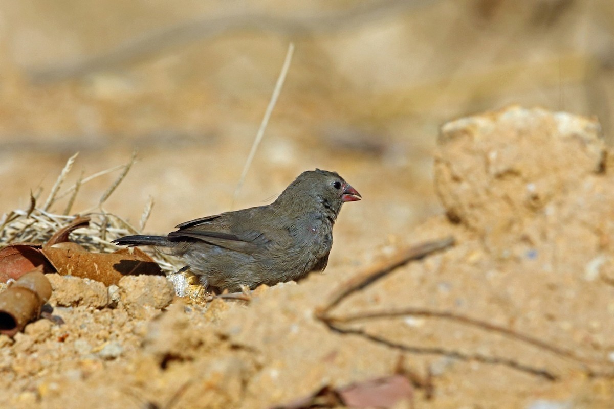 Amaranta parda (Lagonosticta nitidula)