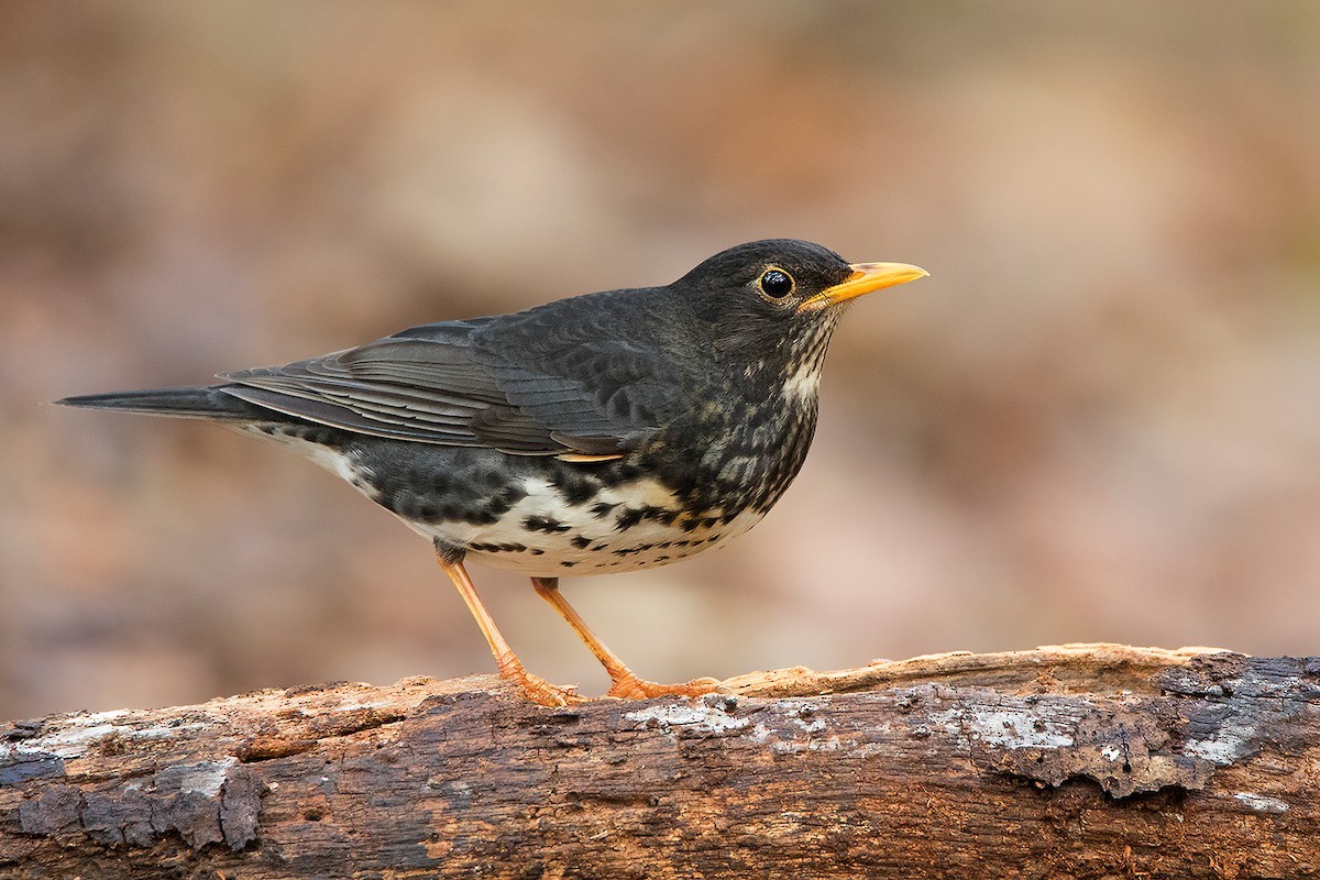 Japanese Thrush