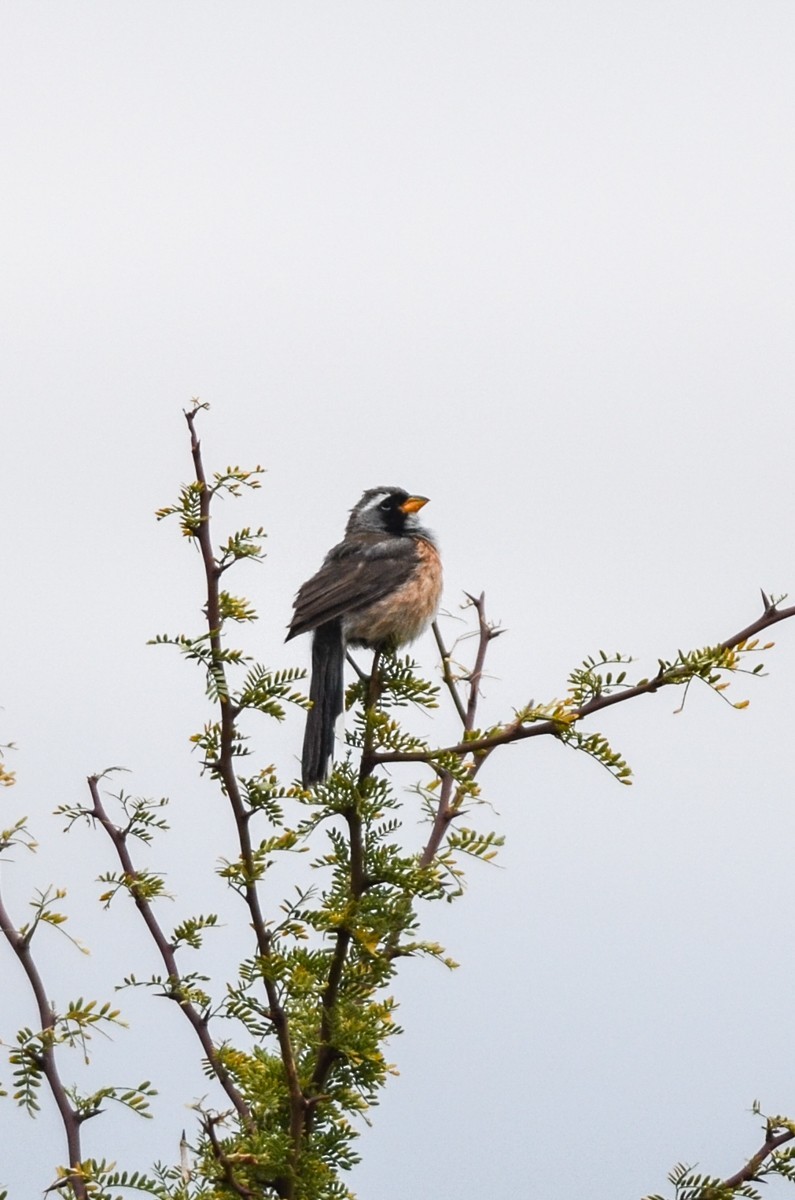 Chaco Finch and Black-throated Saltator (Saltatricula)