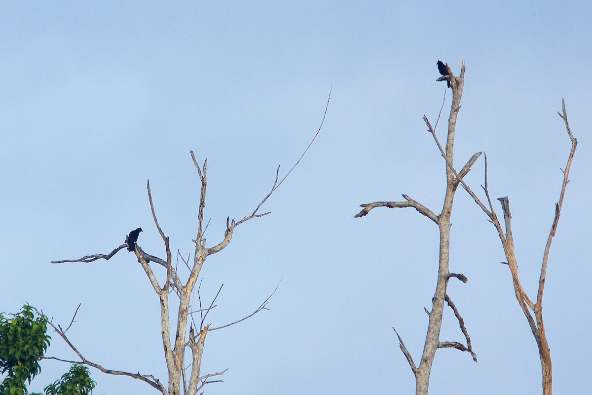 黑冠噪鵲 (Platysmurus leucopterus)