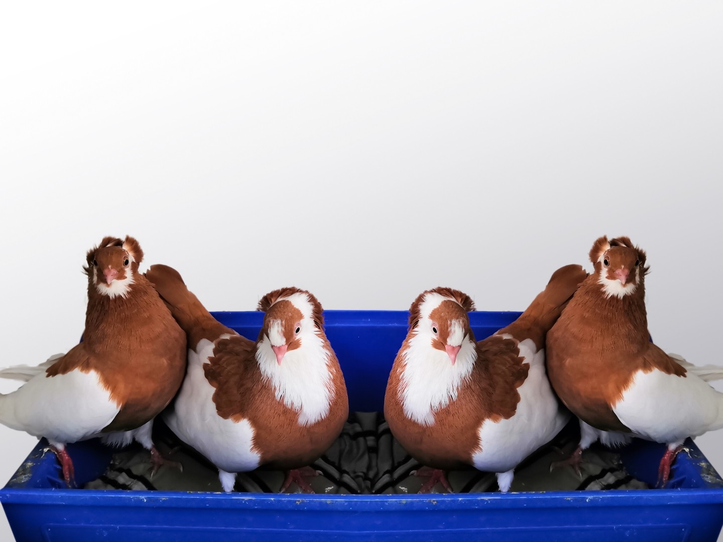 Columba livia domesticus 'Ancient Tumbler' (Columba livia domesticus 'Ancient Tumbler')