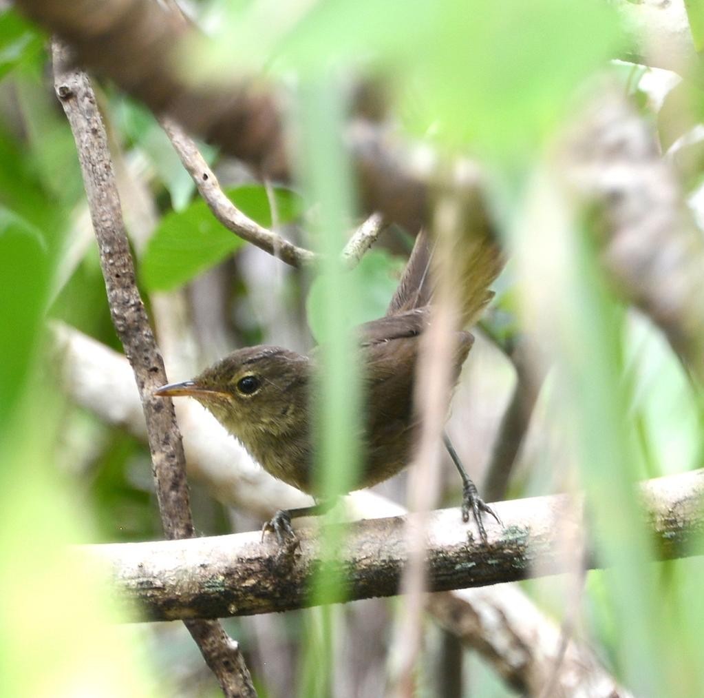 Brush-warblers (Nesillas)