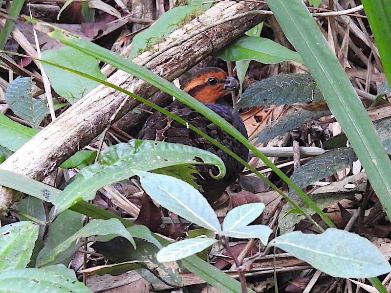 Tawny-faced Quails (Rhynchortyx)