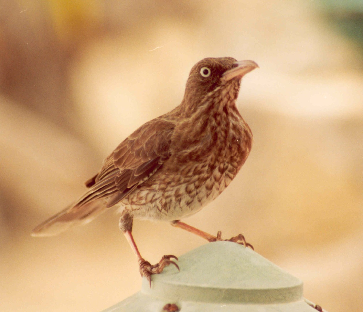 珠眼嘲鶇 (Margarops fuscatus)