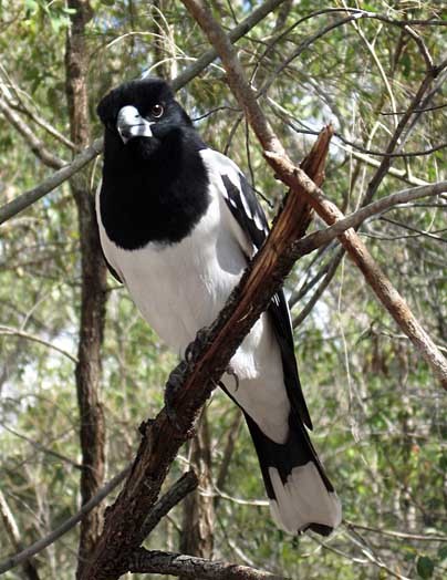 Schwarzkehl-Krähenstar (Cracticus nigrogularis)