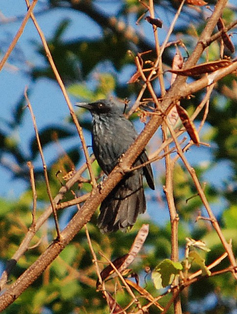 Mulato-azul (Melanotis caerulescens)