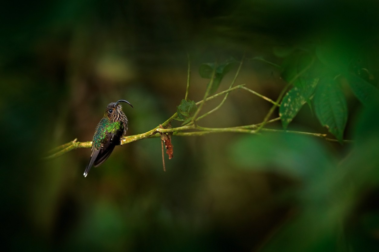 Neotropical sicklebills (Eutoxeres)