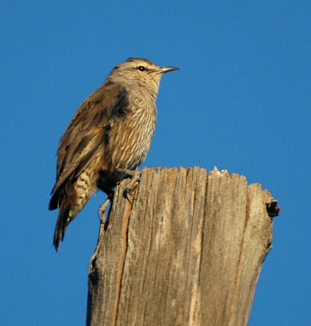 Typical Australasian Treecreepers (Climacteris)