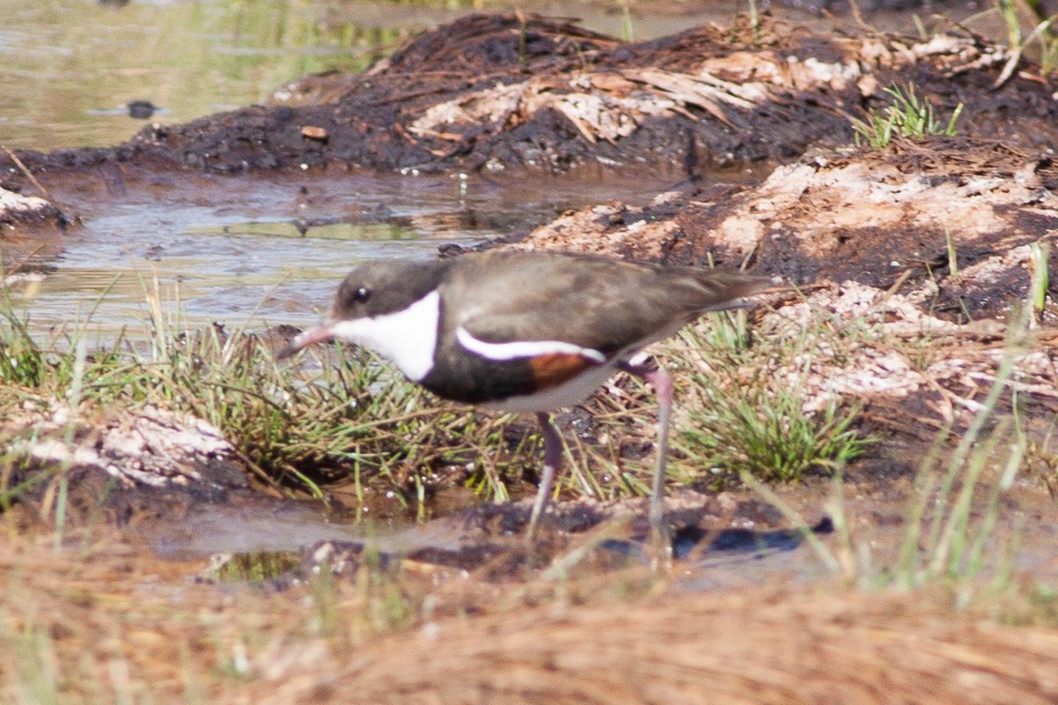 Red-kneed Dotterel (Erythrogonys cinctus)