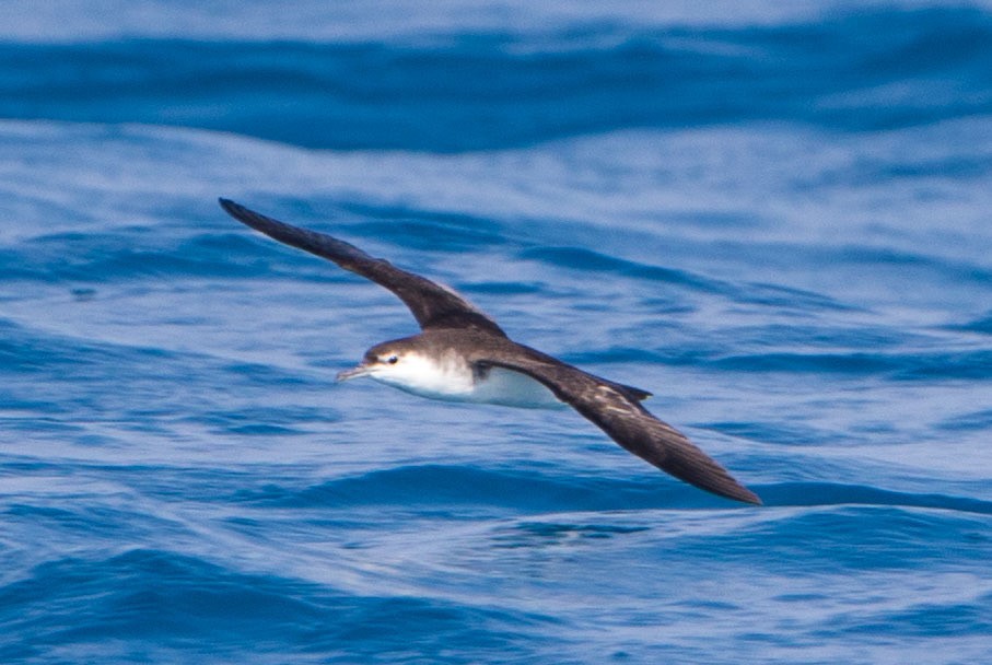 Audubon's Shearwater (Puffinus lherminieri)