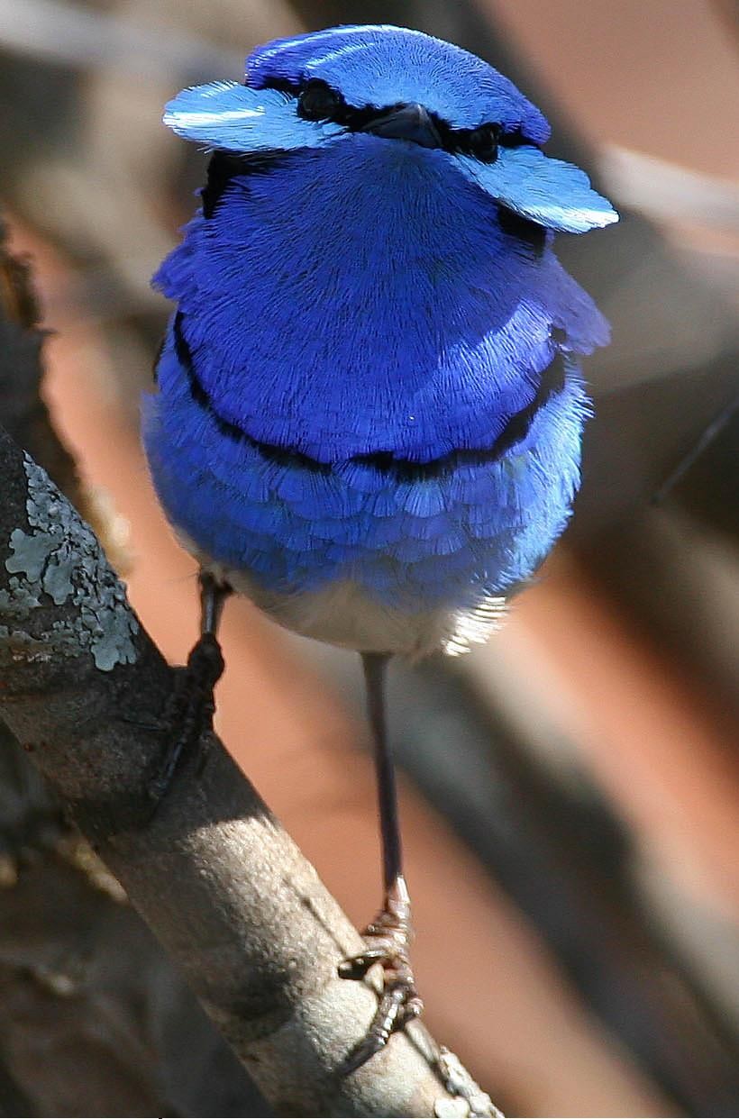 輝藍細尾鷯鶯 (Malurus splendens)