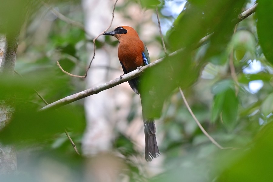 Juruva-ruiva (Baryphthengus martii)