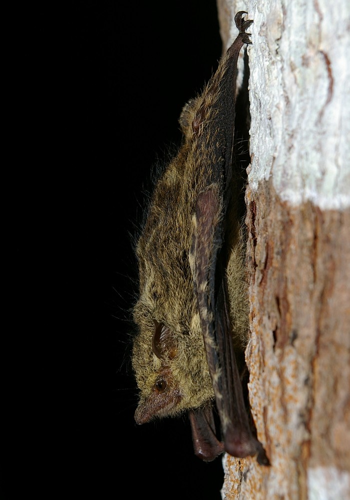 Proboscis bat (Rhynchonycteris)