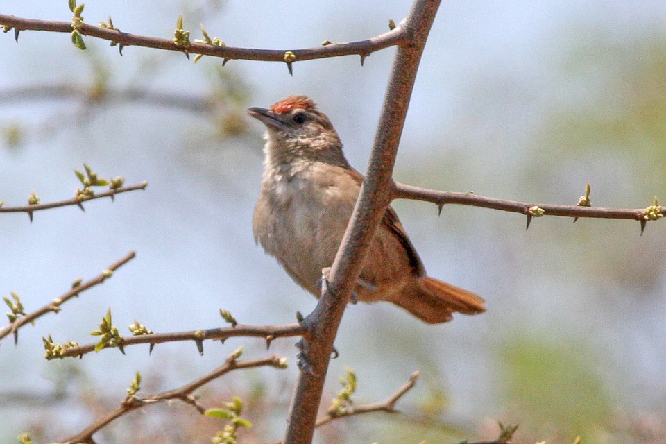 Thornbirds (Phacellodomus)