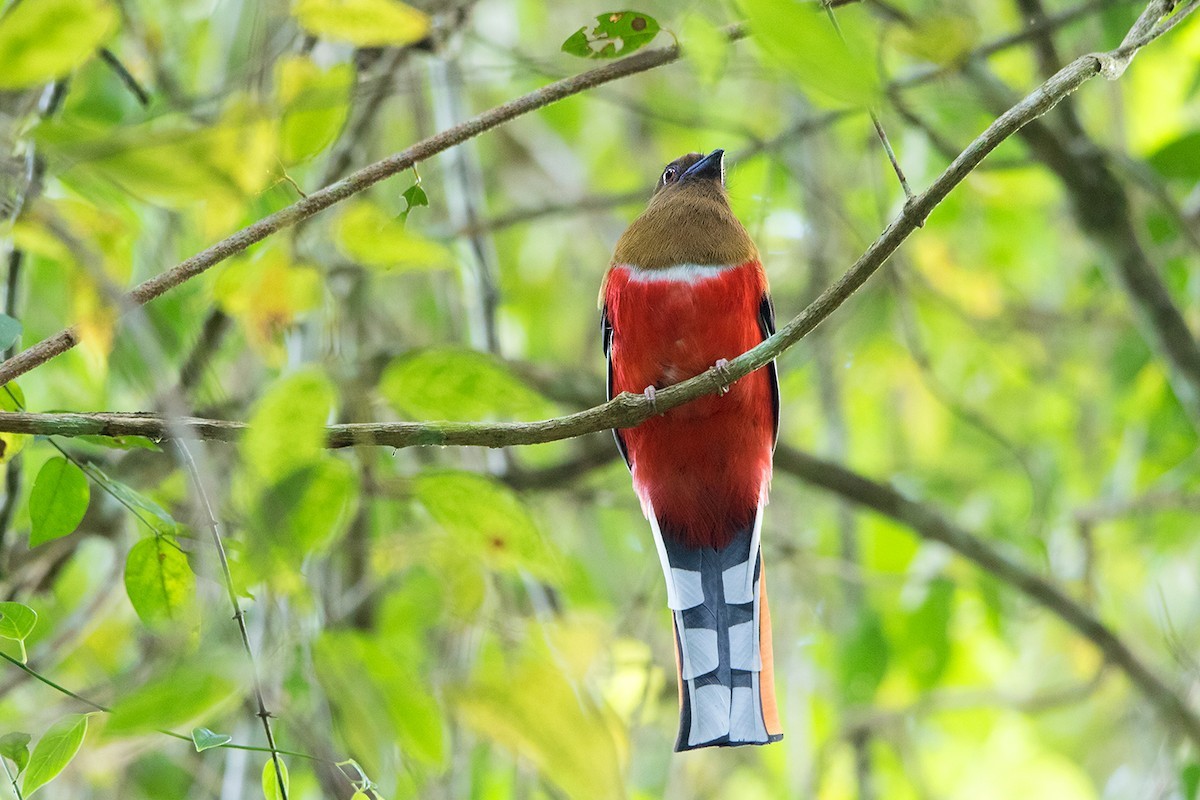 Harpactes erythrocephalus (Harpactes erythrocephalus)