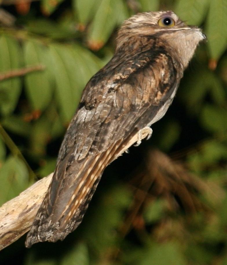 ジャマイカタチヨタカ (Nyctibius jamaicensis)