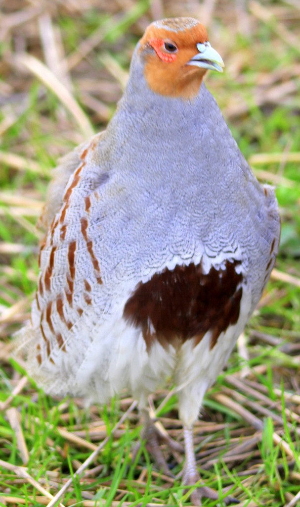 Perdrix grise (Perdix perdix)