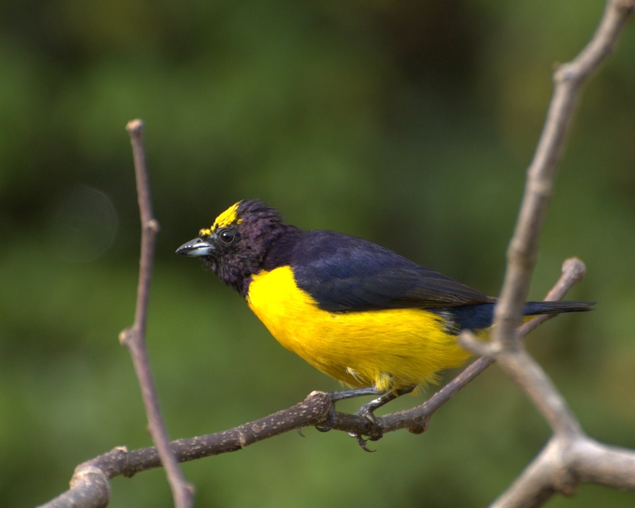 Purple-throated Euphonia (Euphonia chlorotica)