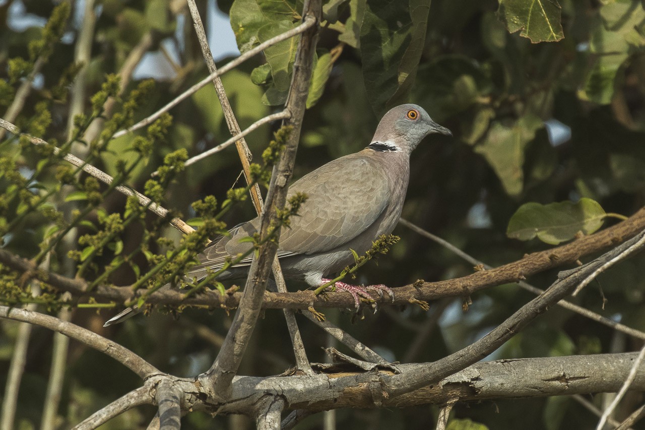 Red-eyed Dove (Streptopelia semitorquata)