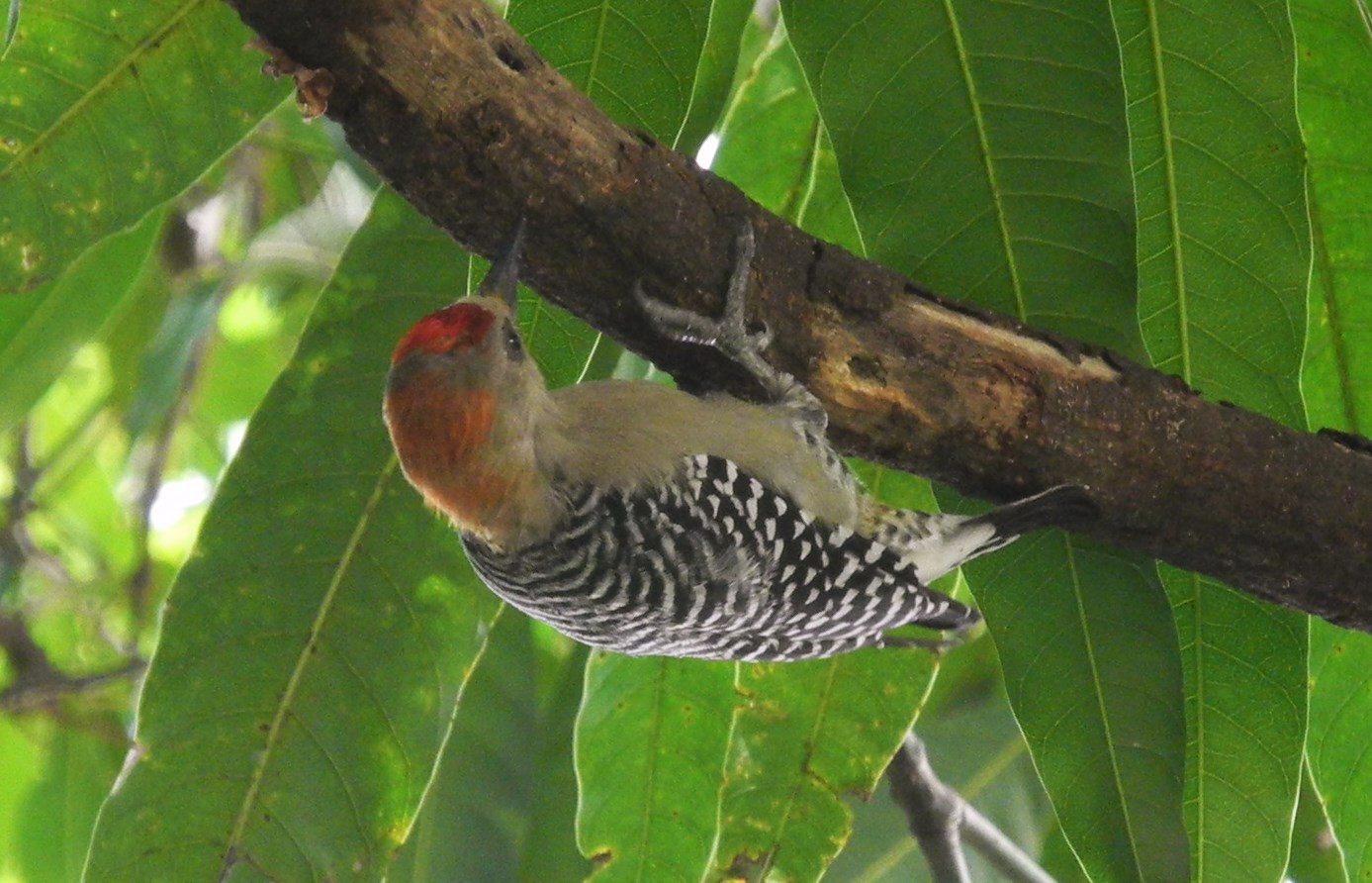 Carpintero coronirrojo (Melanerpes rubricapillus)