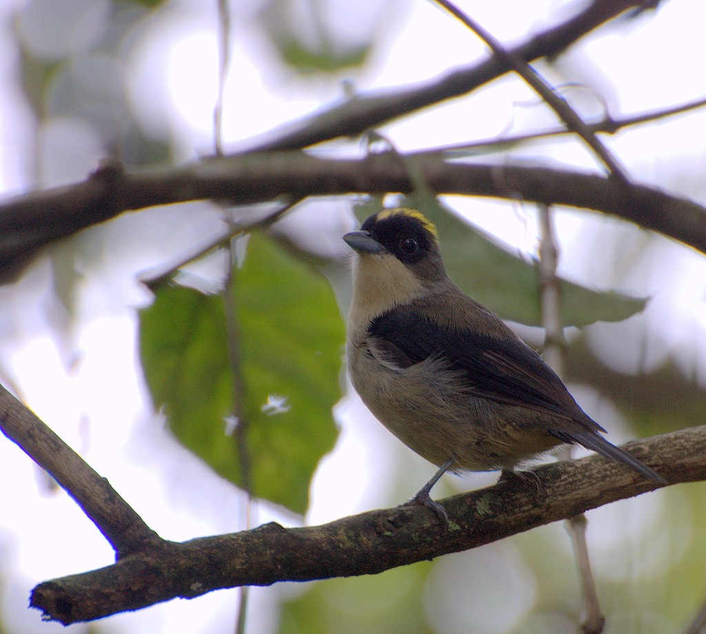 Tiê-de-topete (Trichothraupis melanops)
