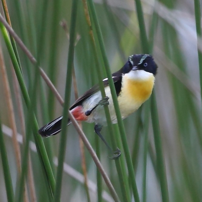 Sietecolores (Tachuris rubrigastra)