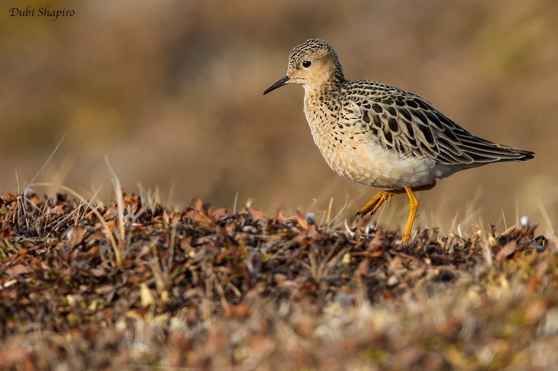 Buff-breasted Sandpiper (Calidris subruficollis)