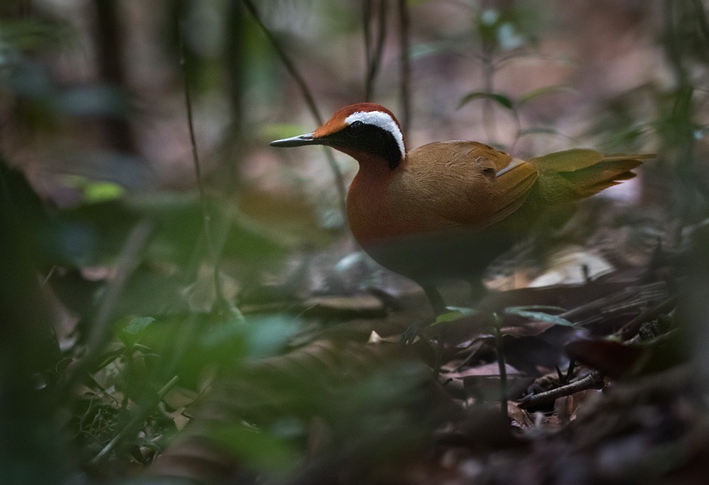 Malaysian Rail-babbler (Eupetes)