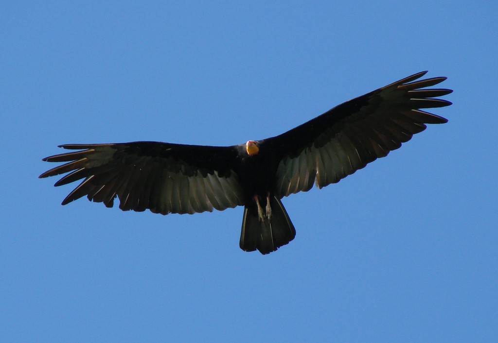 Turkey and Yellow-headed Vultures (Cathartes)