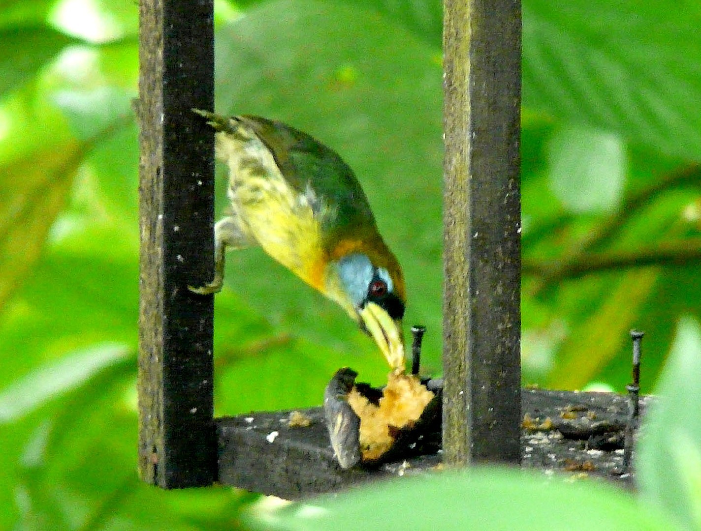 Red-and-green New World Barbets (Eubucco)