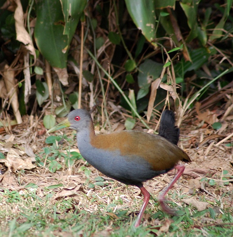 Slaty-breasted Wood Rail (Aramides saracura)